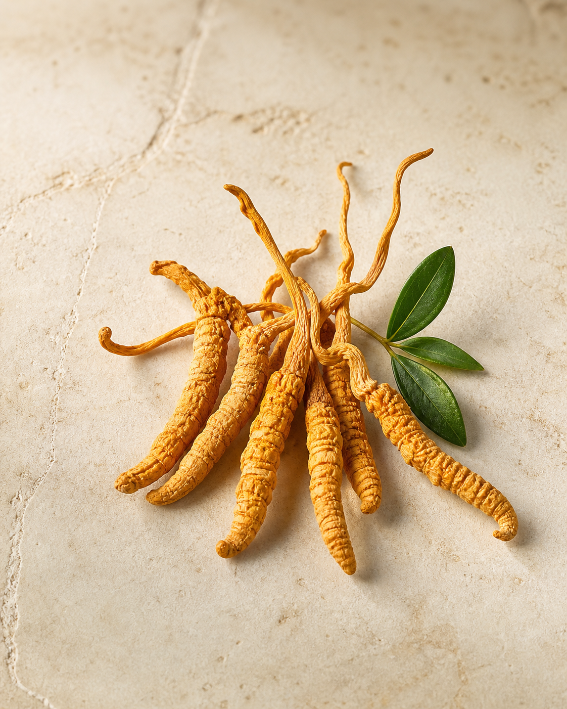 Dried Cordyceps Mushroom